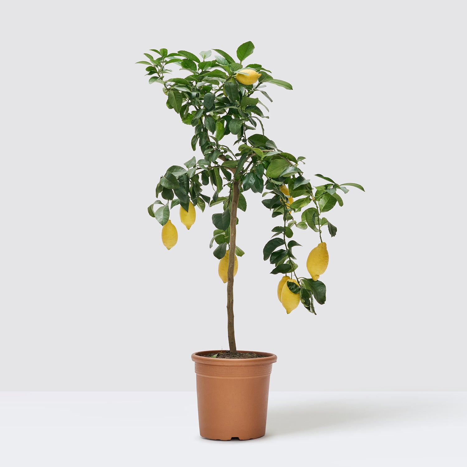 Lemon tree