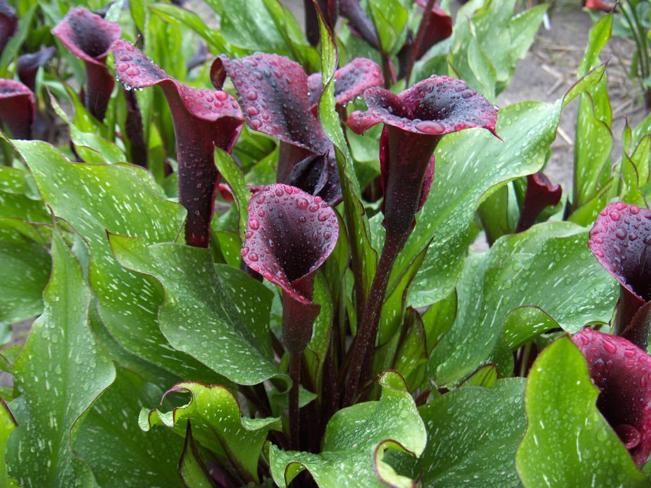 Summer flowering