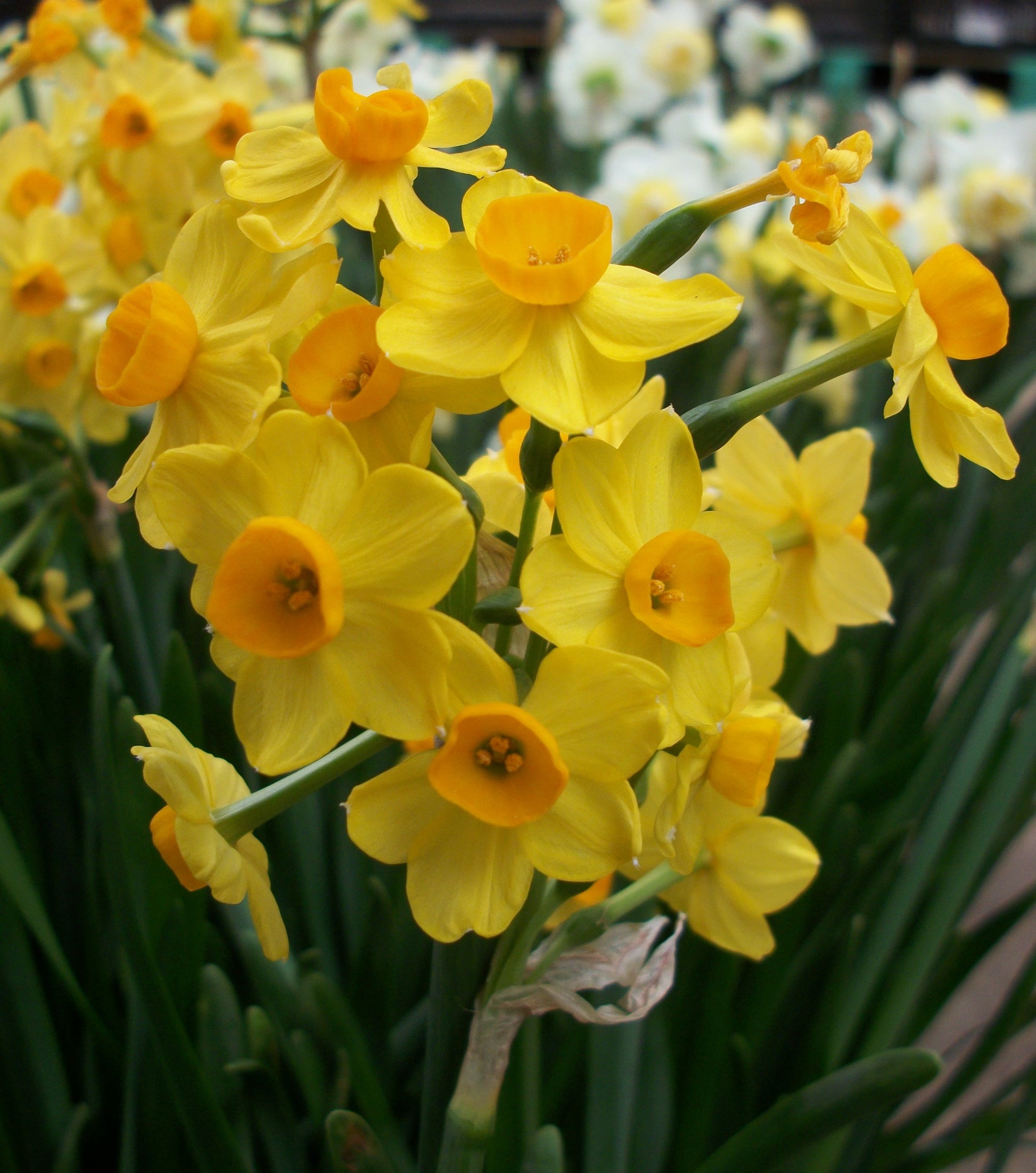 Indoor scented spring bulbs