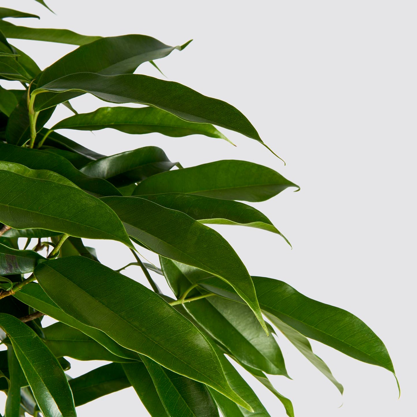 Narrow-leafed fig