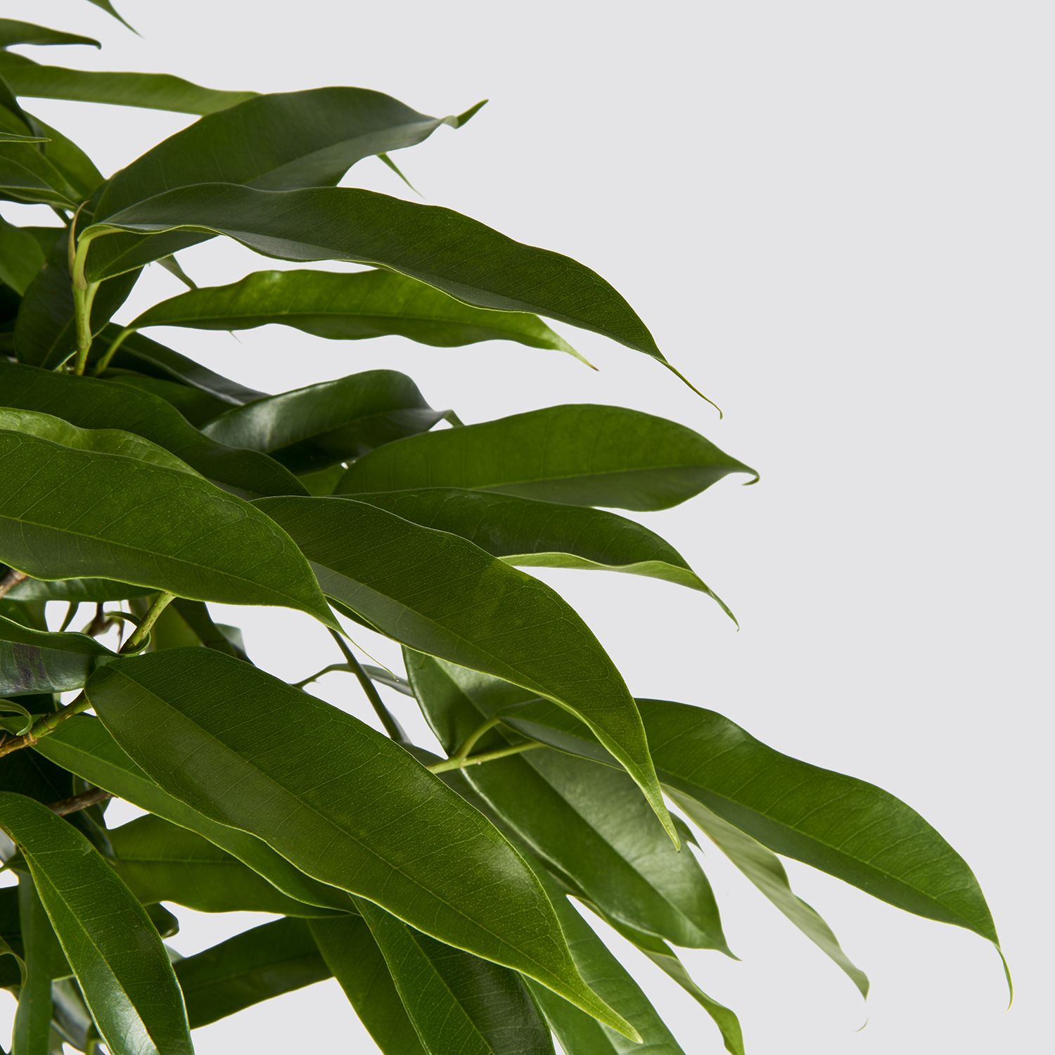 Narrow-leafed fig