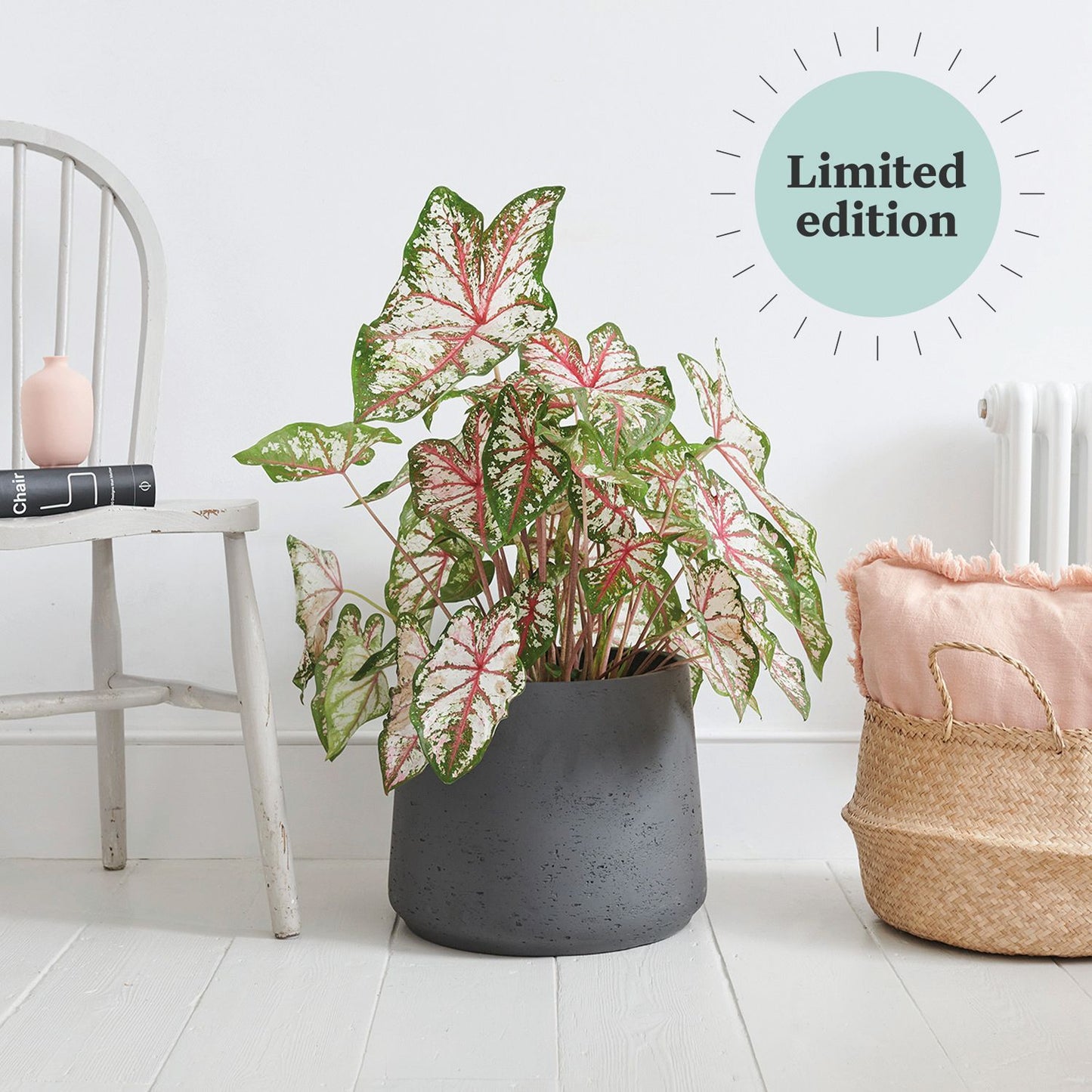 Caladium tapestry