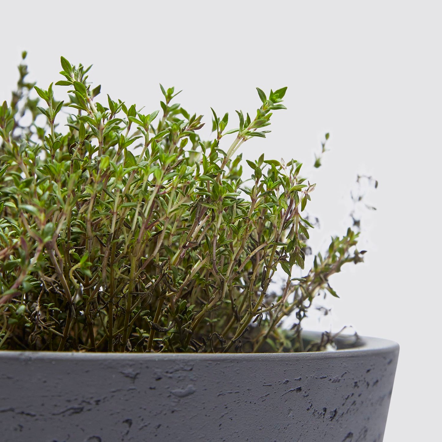 Thyme Herb