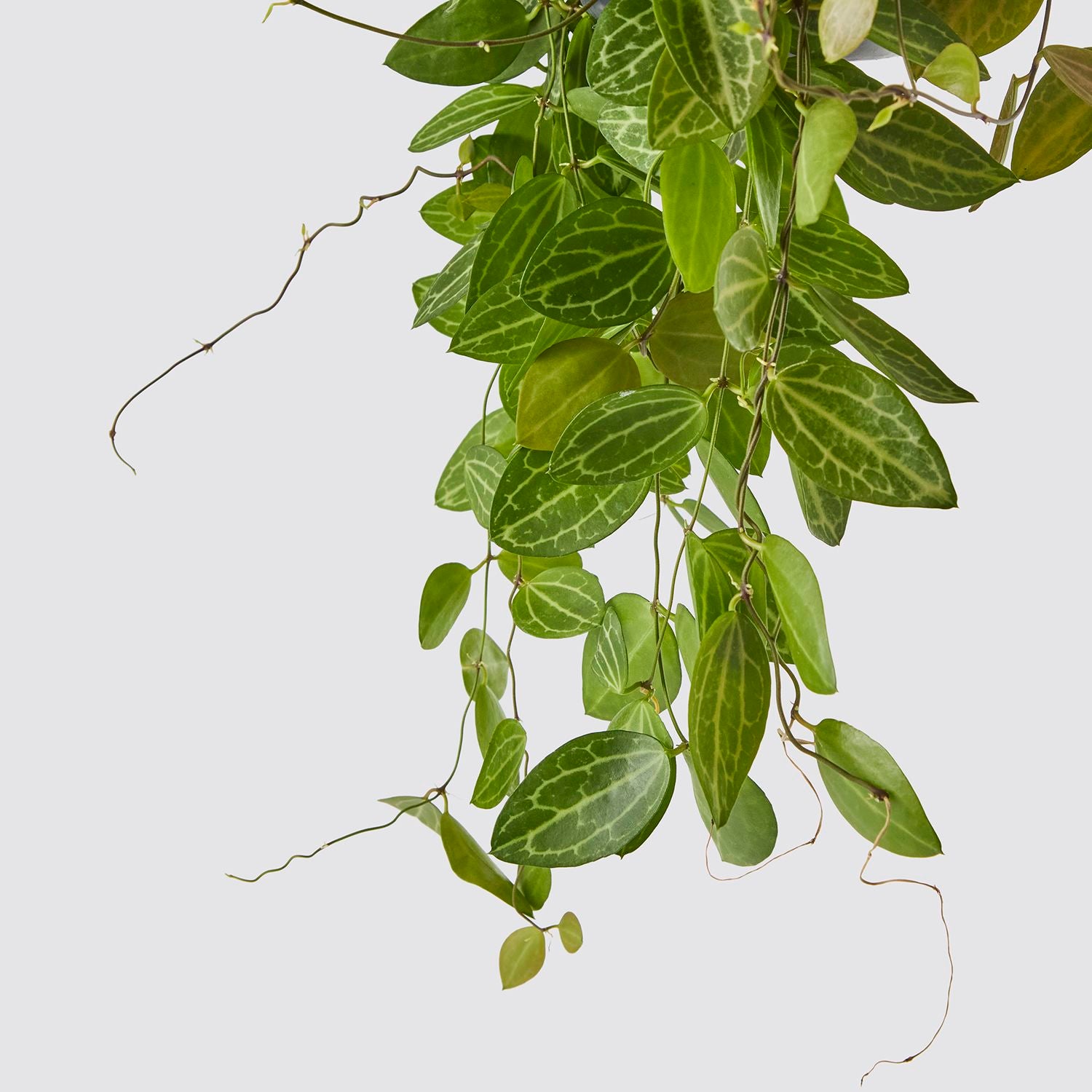 Dischidia ovata