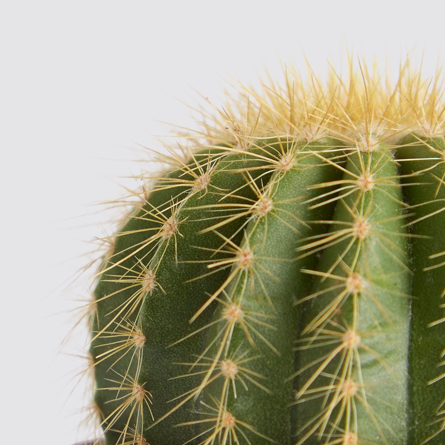 Parodia warasii