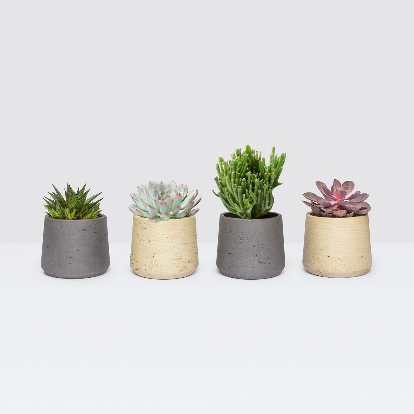 Large succulent set