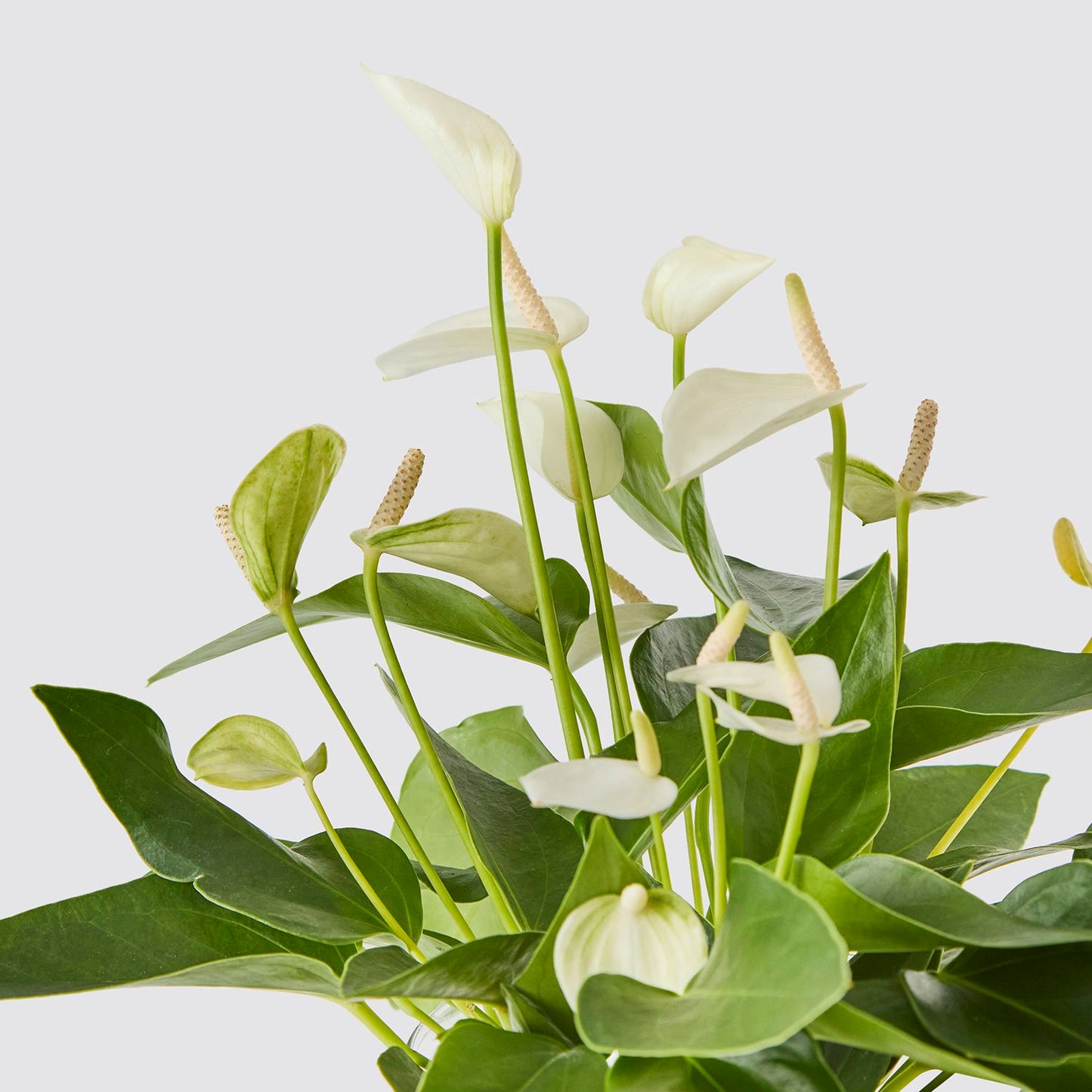 Hydroponic Anthurium white