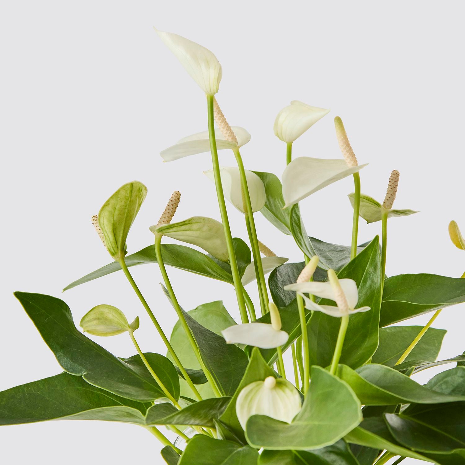 Hydroponic Anthurium white