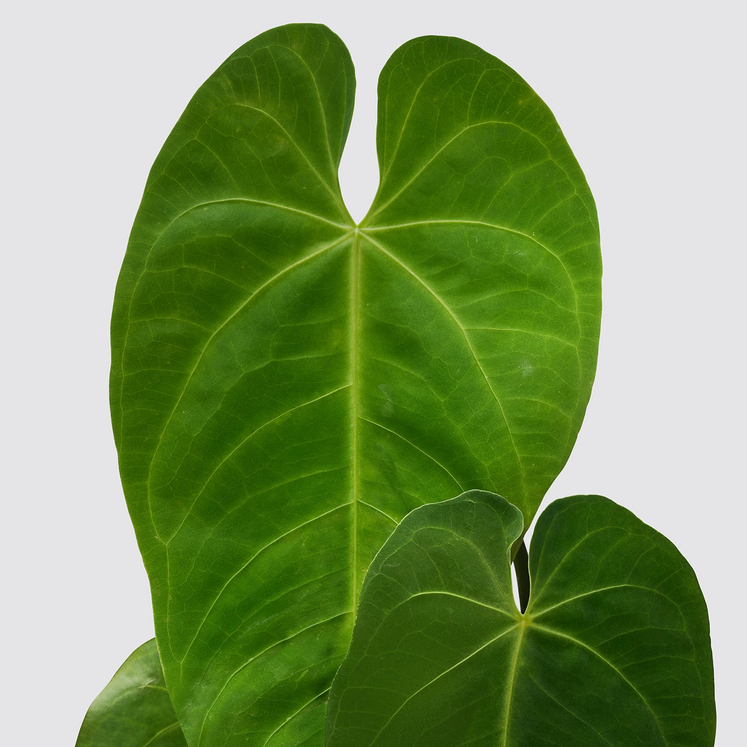 Anthurium queremalense | Patch Plants