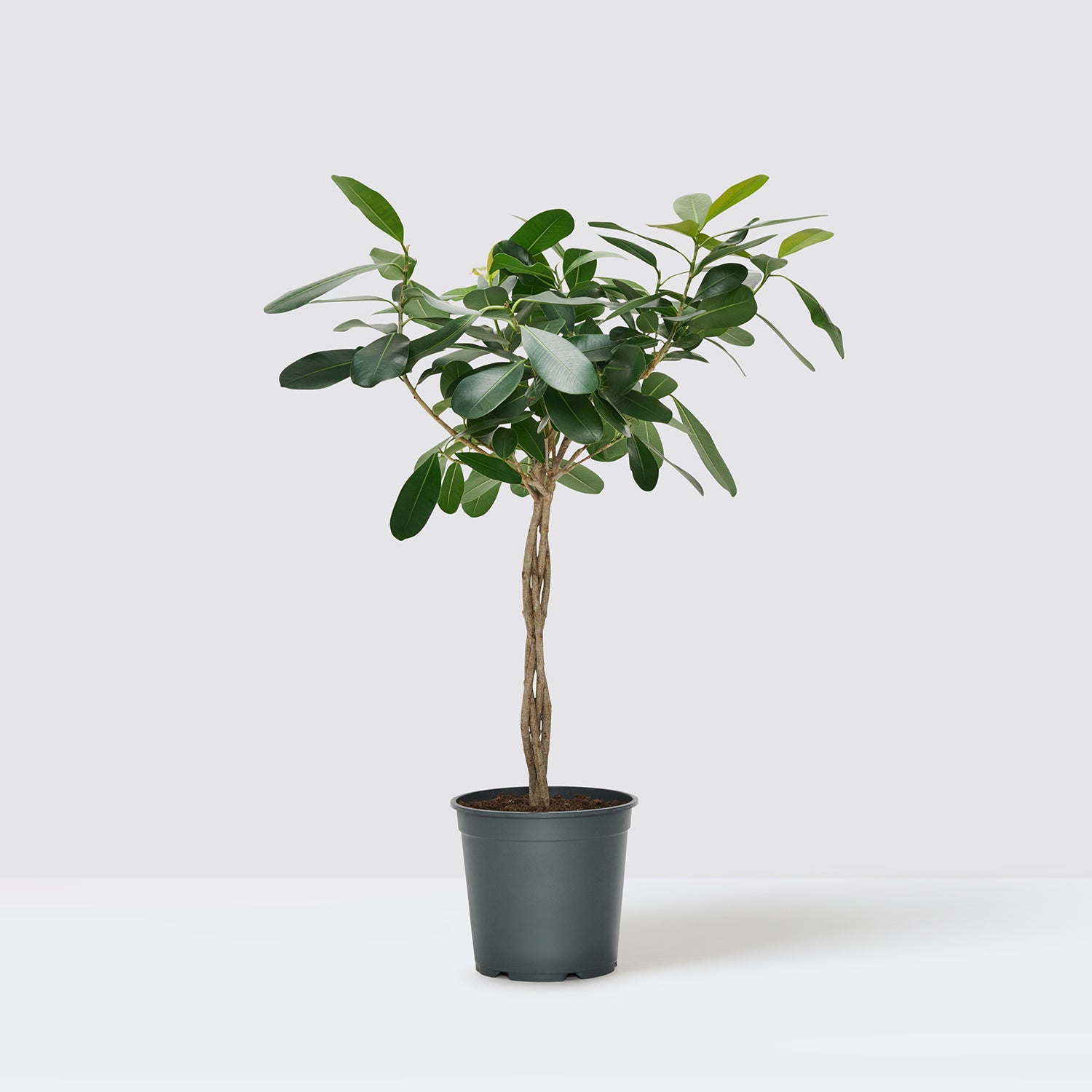 Ficus microcarpa 'Smile' | Patch Plants