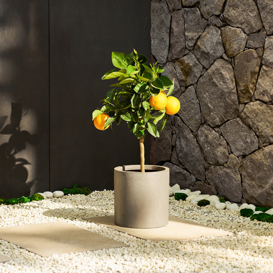 Sweet orange tree | Patch Plants
