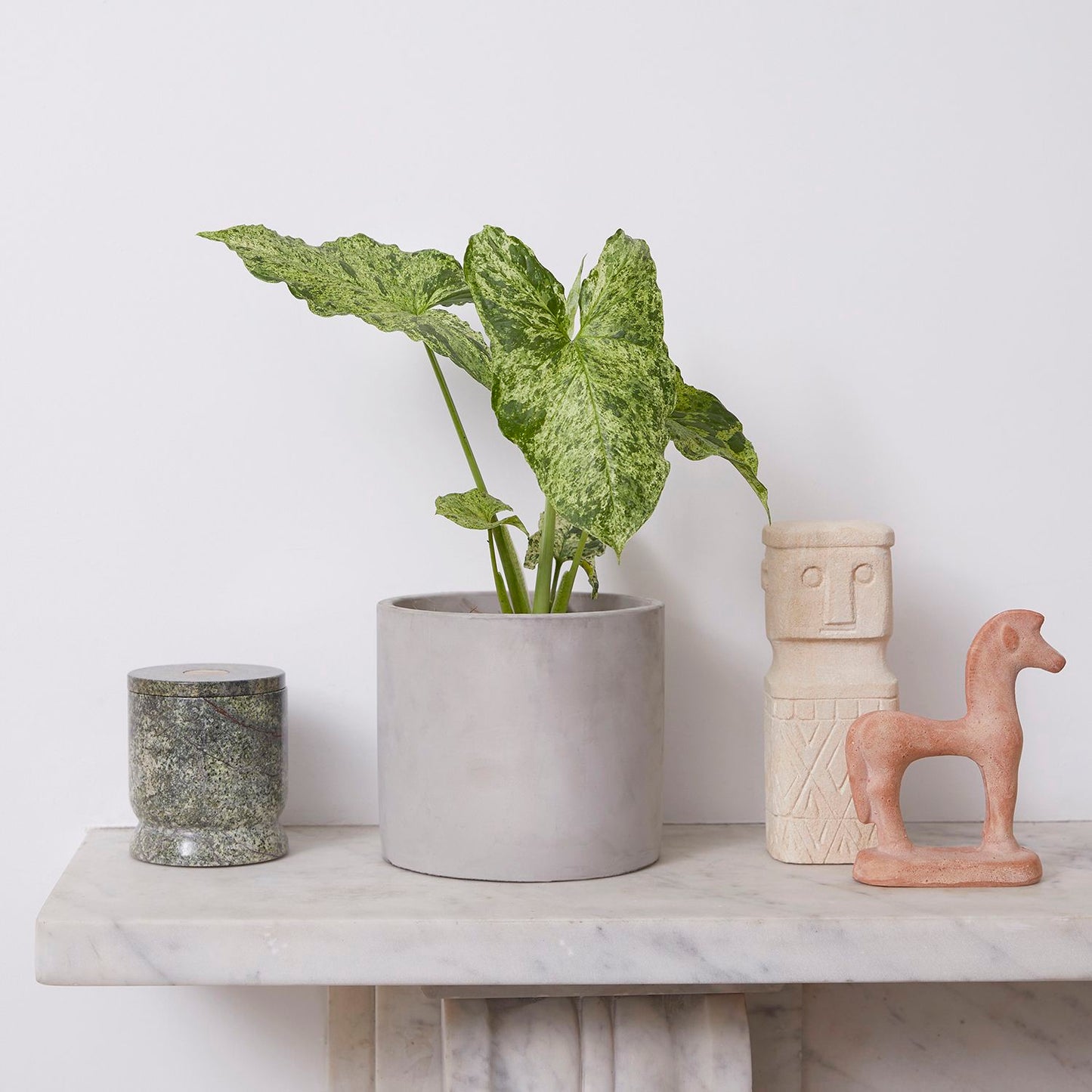 Variegated syngonium