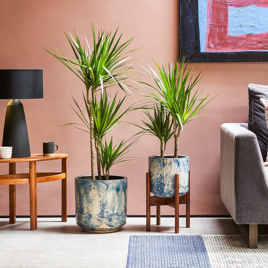 Dracaena Marginata