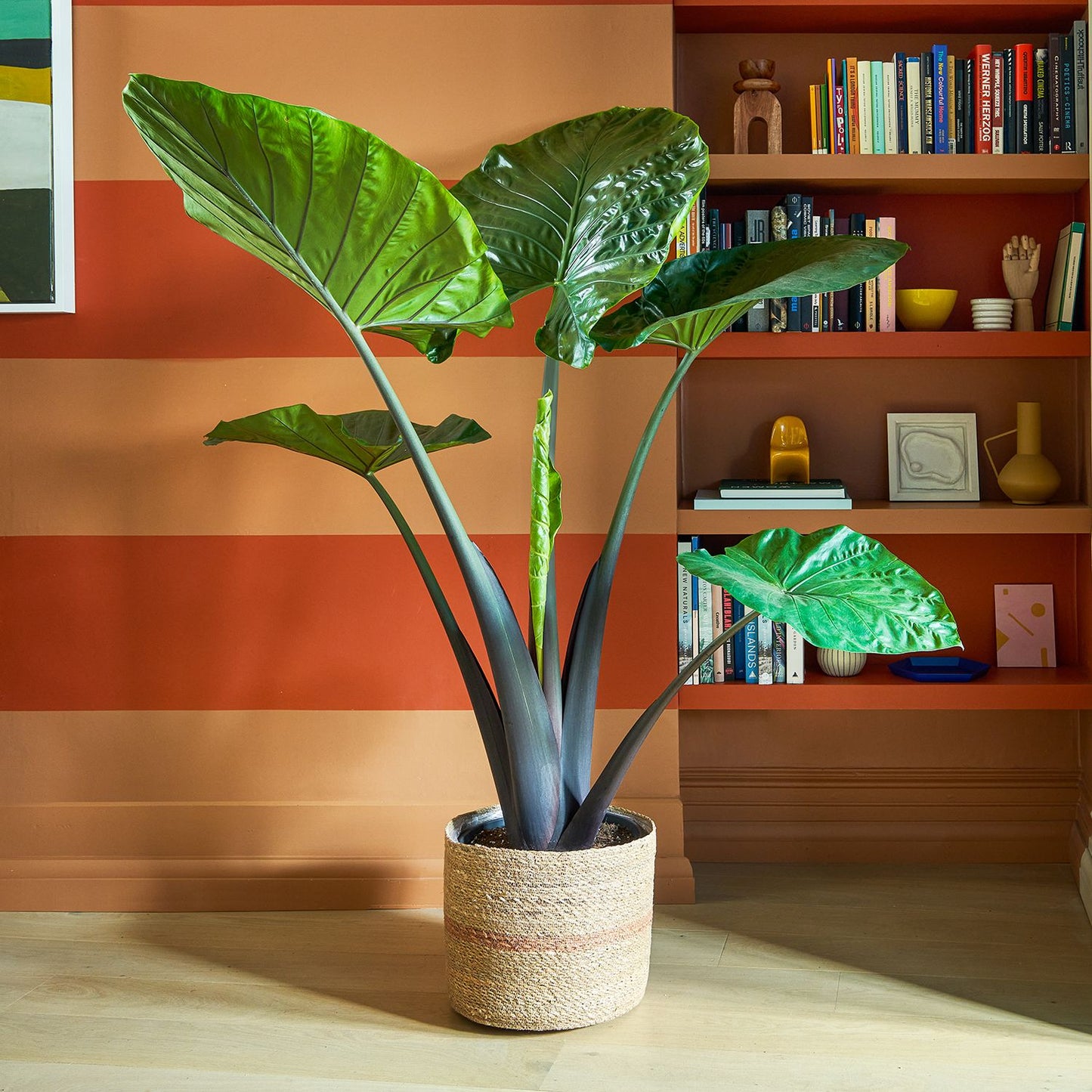 Alocasia dark star