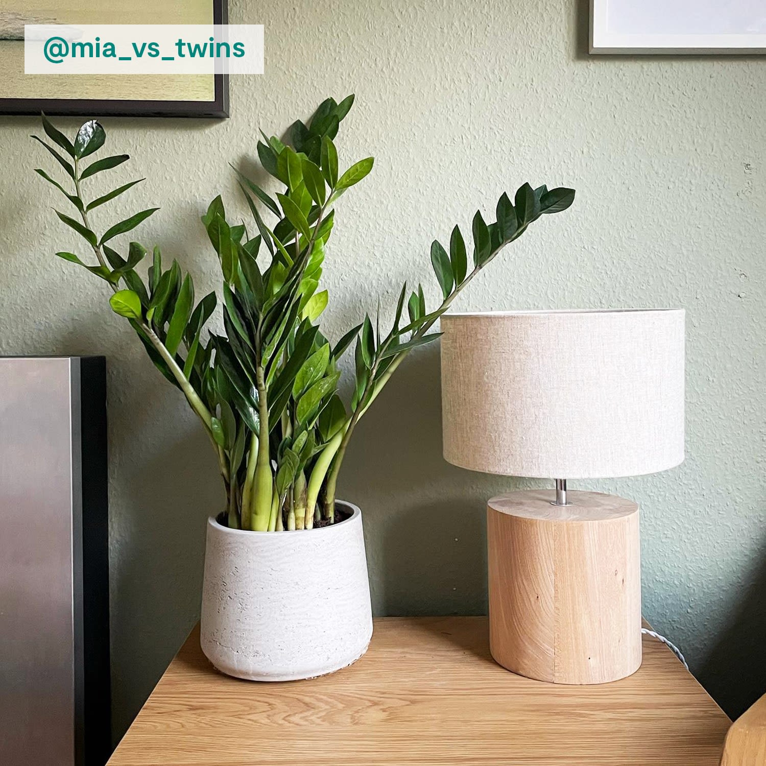 Zamioculcas zamiifolia