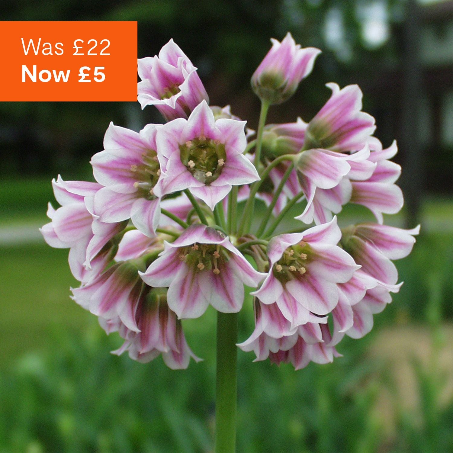 Bee & Butterfly spring bulbs