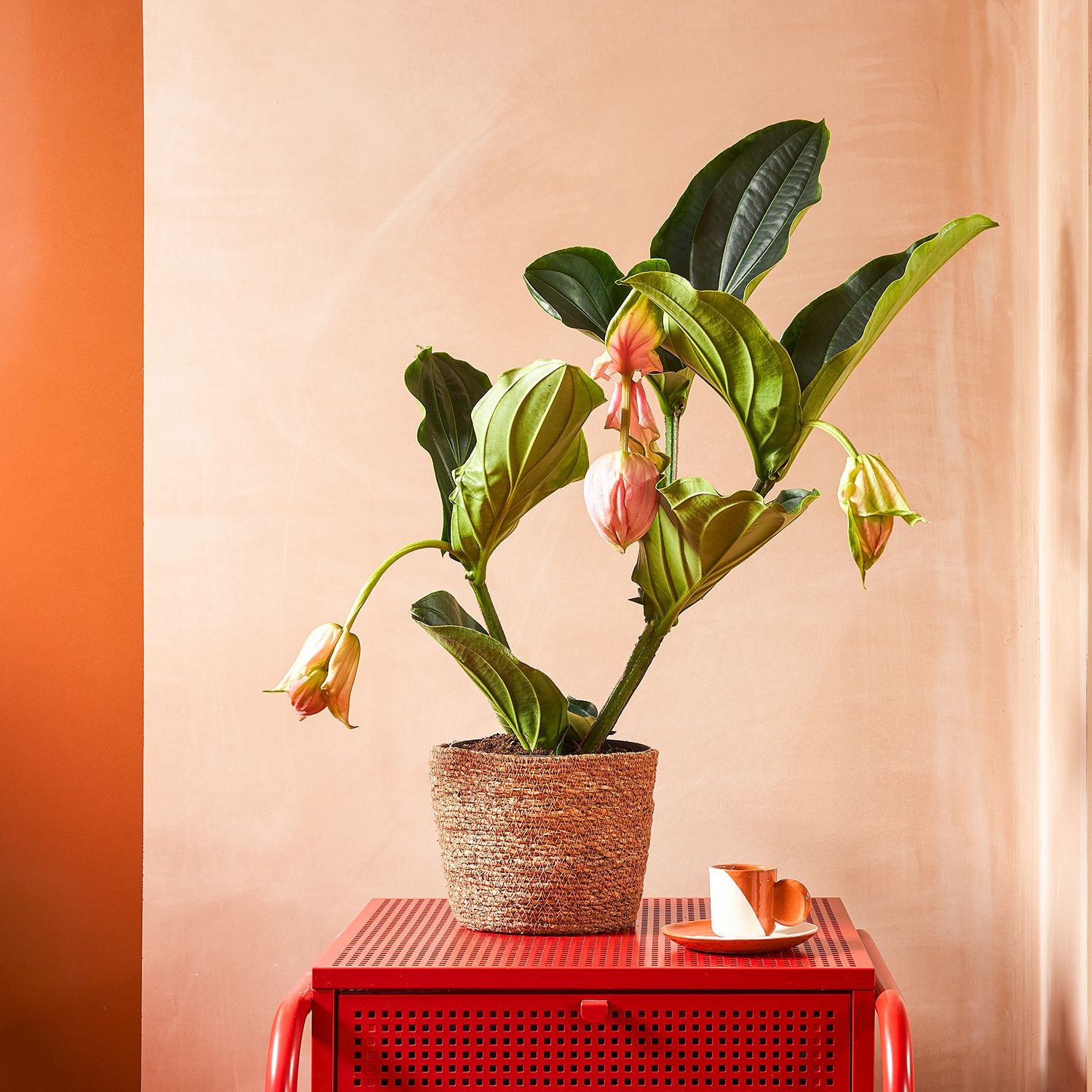 Medinilla Magnifica