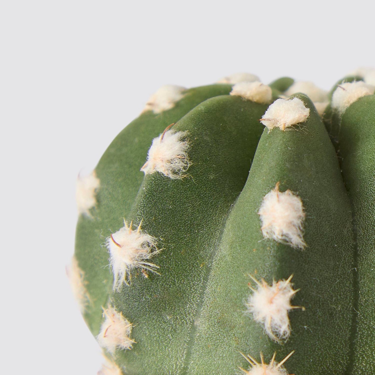 Echinopsis oxygona