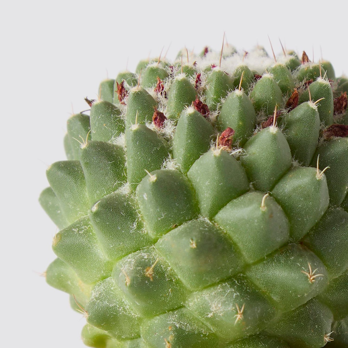 Mammilaria polythele