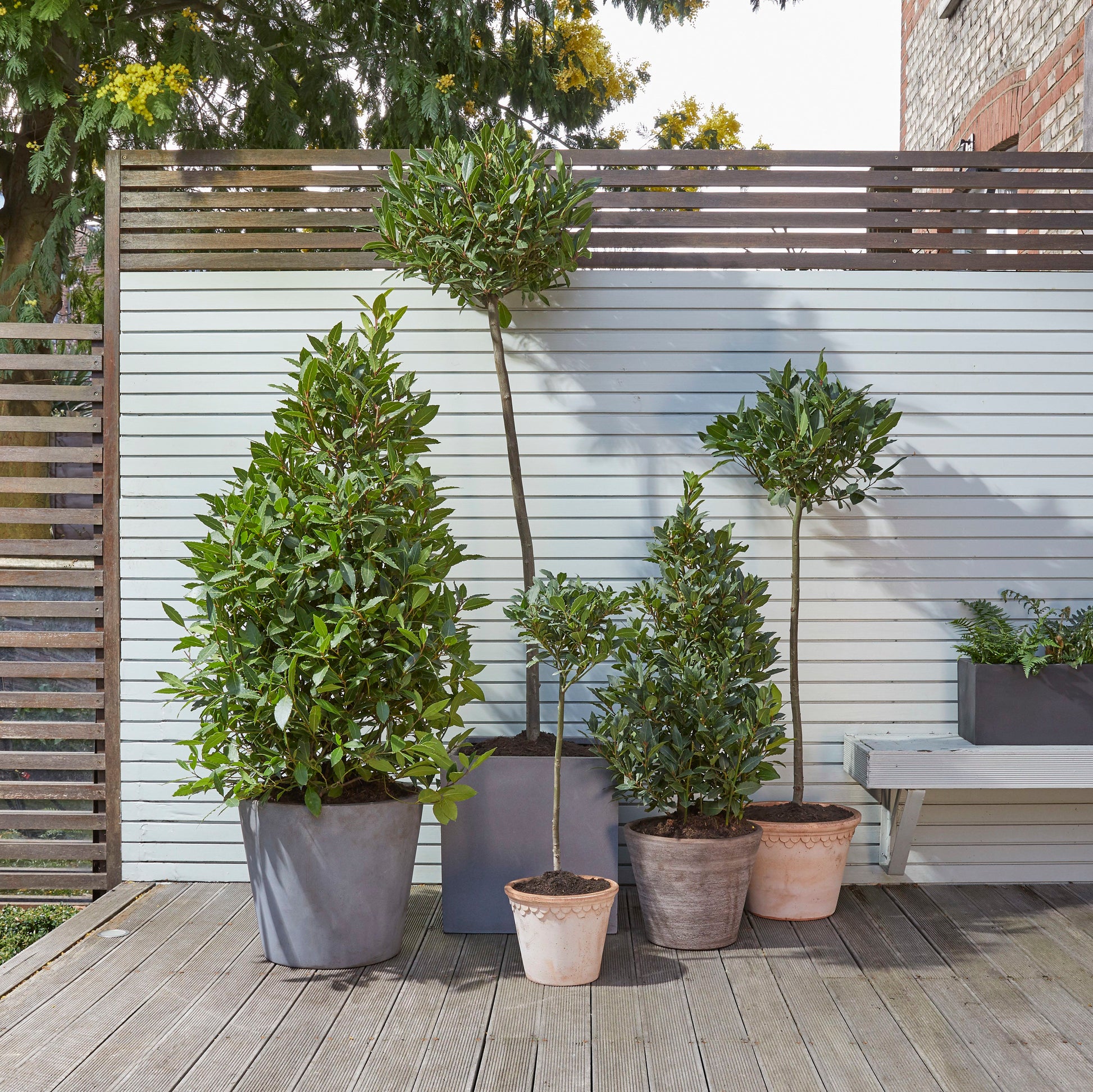 Bay tree
