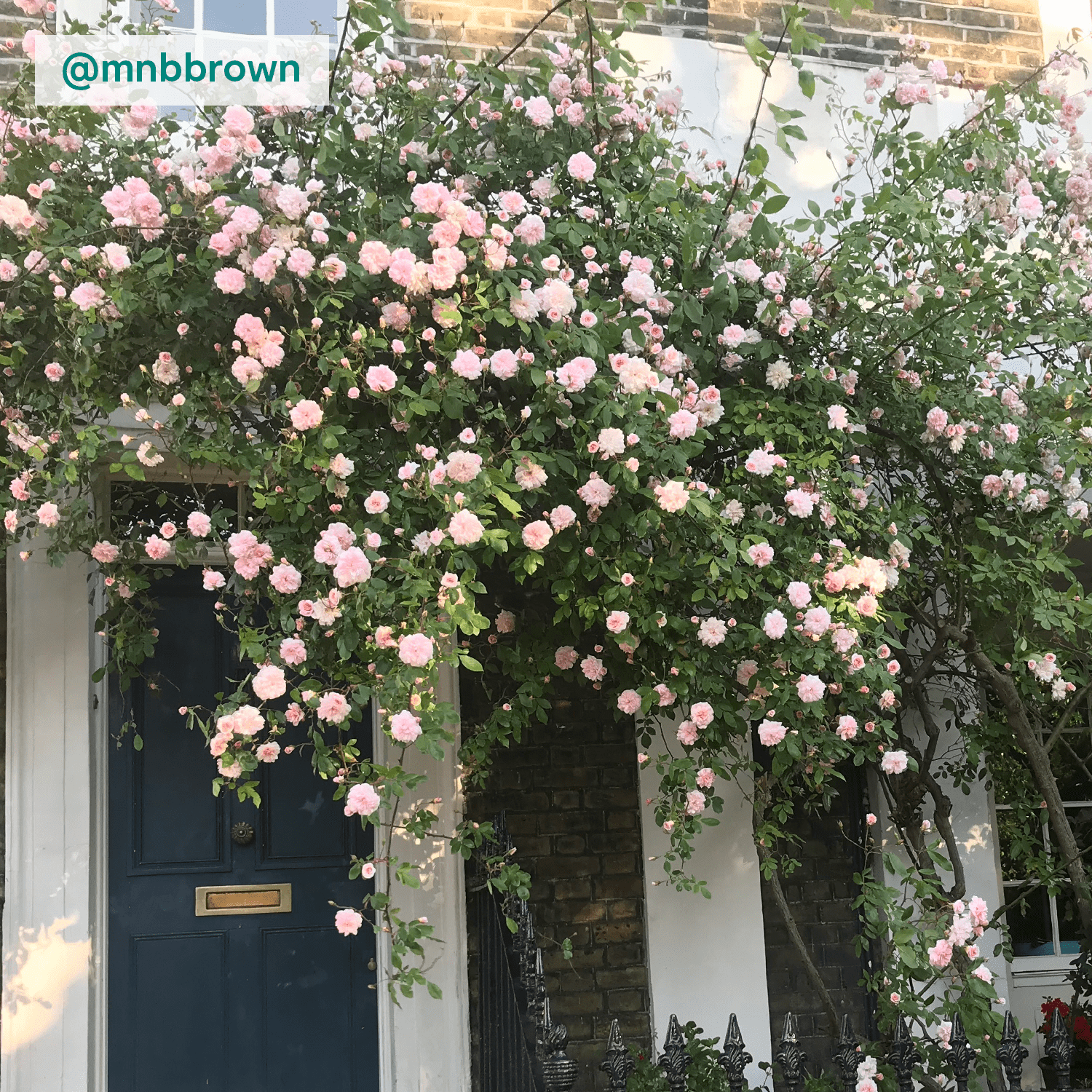 Climbing rose - pink