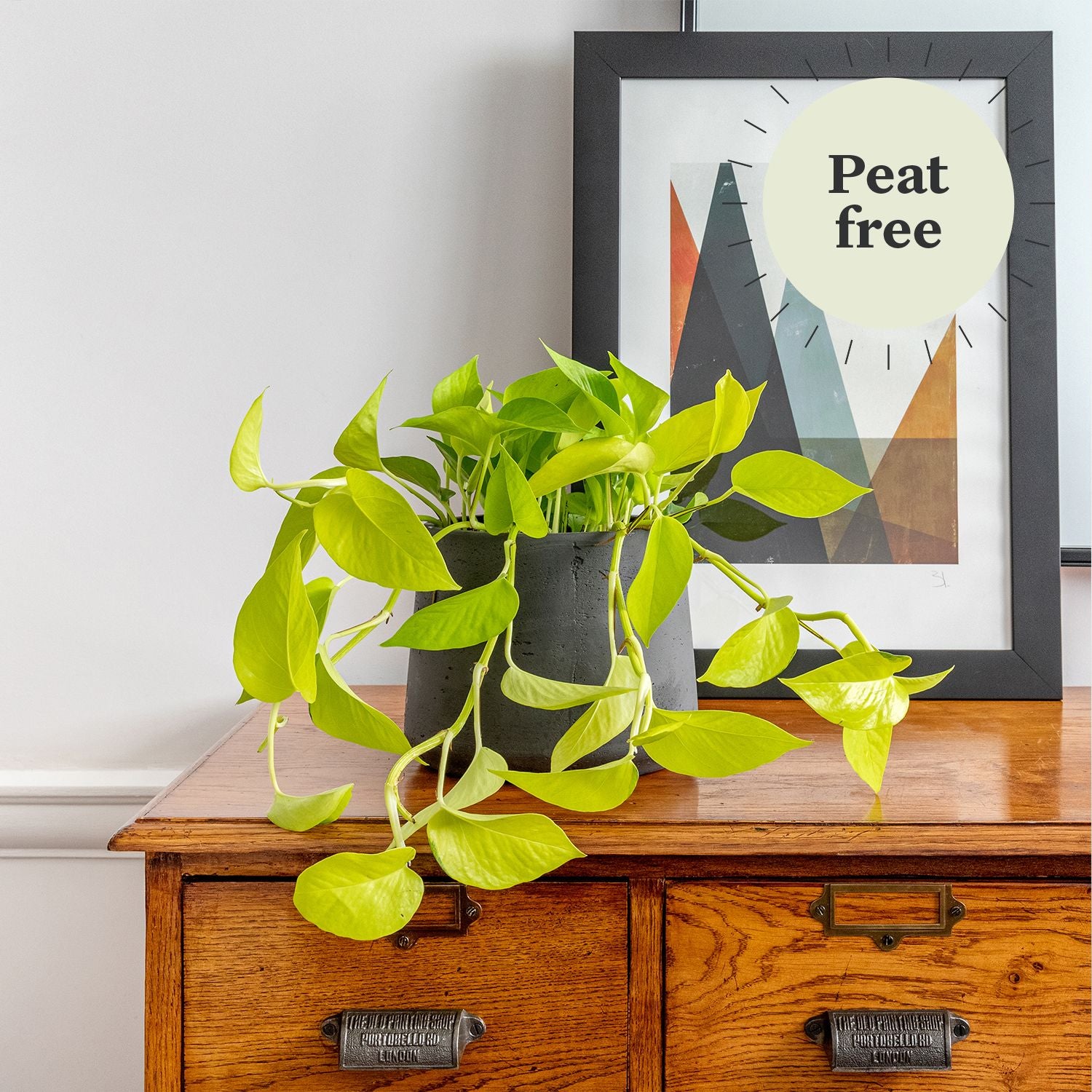 Neon pothos
