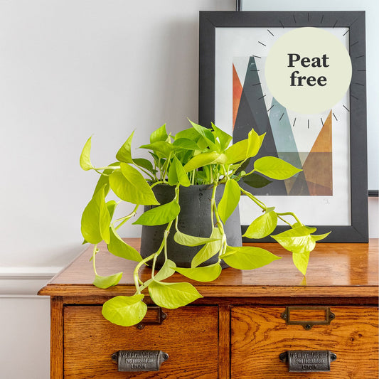Neon pothos