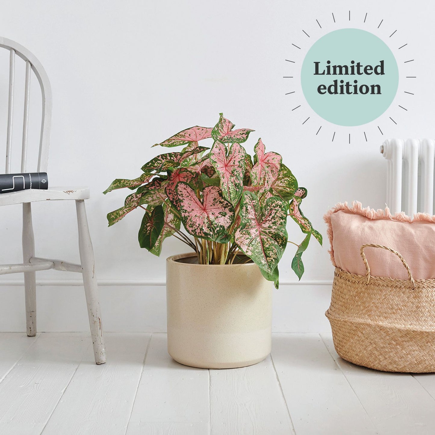 Caladium - Pink beauty