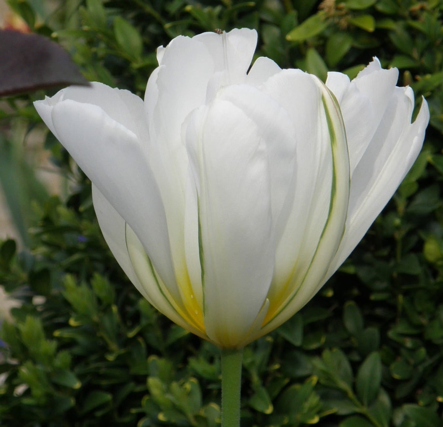 Scented Tulip spring bulbs