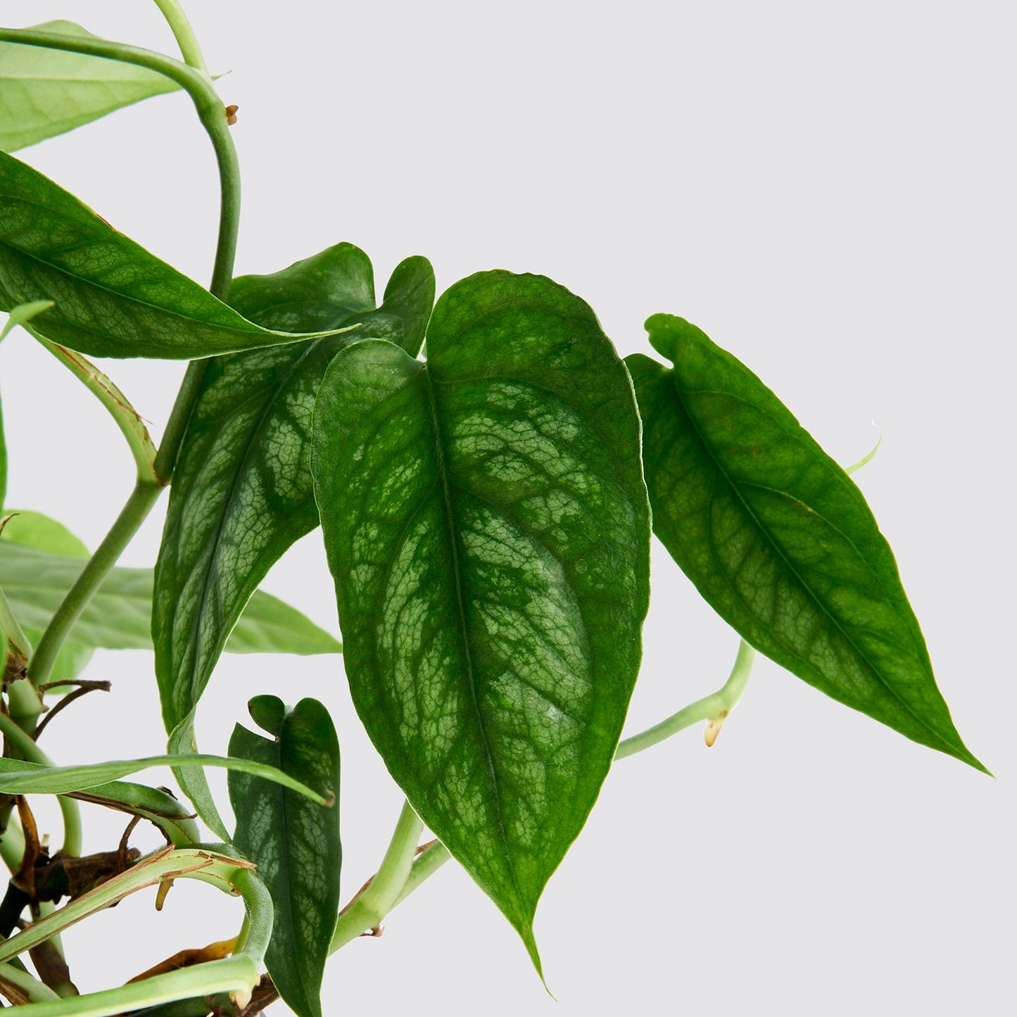 Monstera Siltepecana