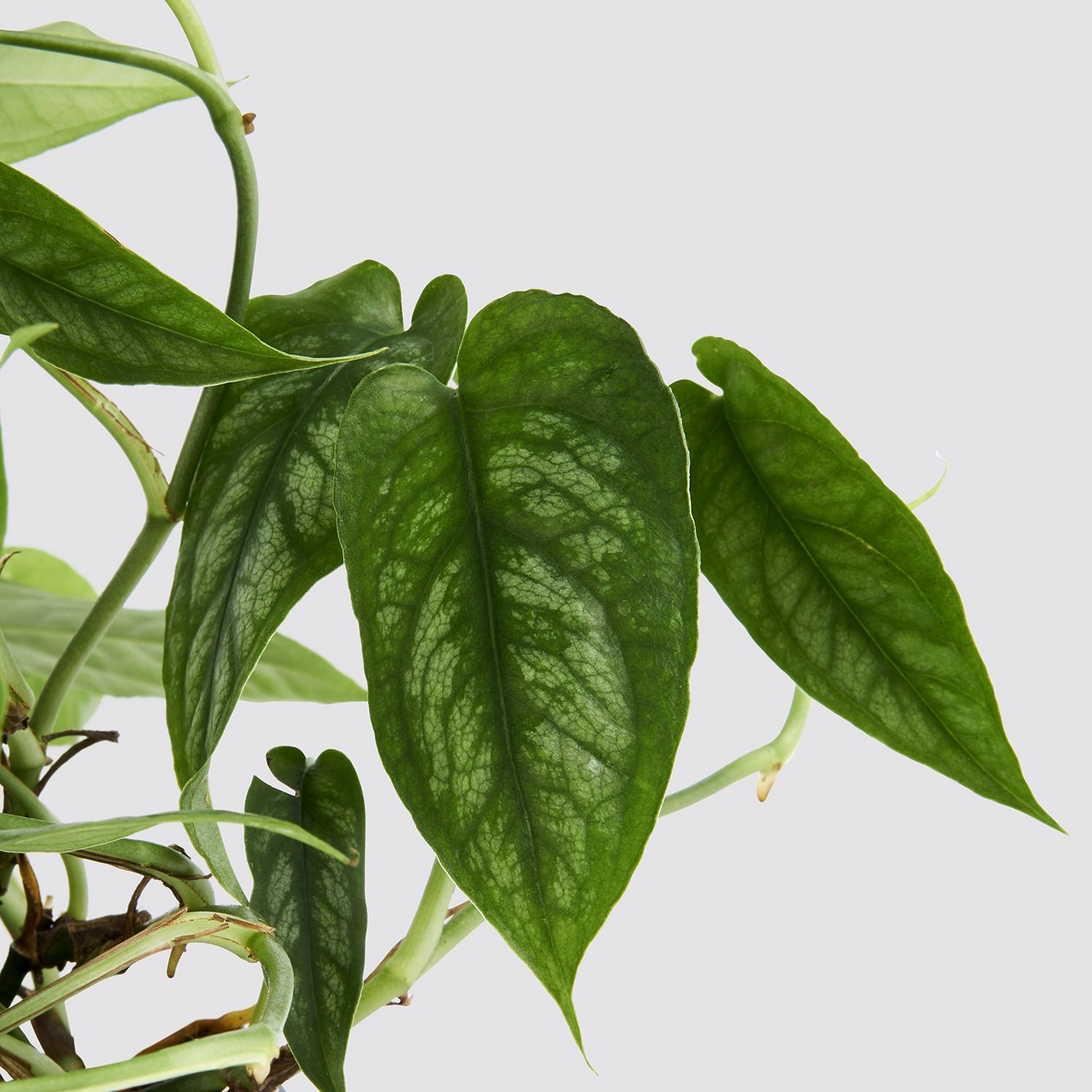 Monstera Siltepecana