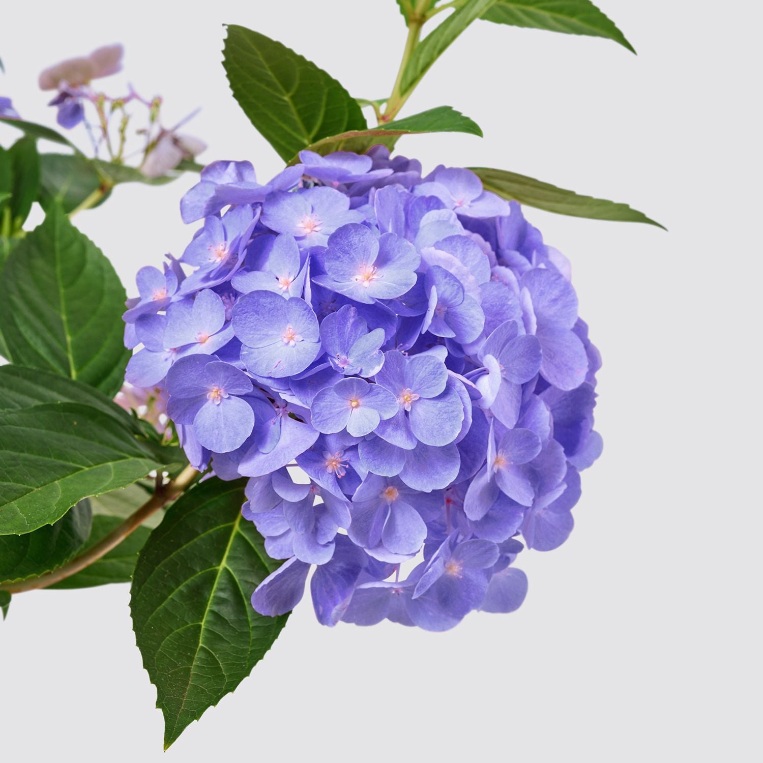 Blue Hydrangea macrophylla