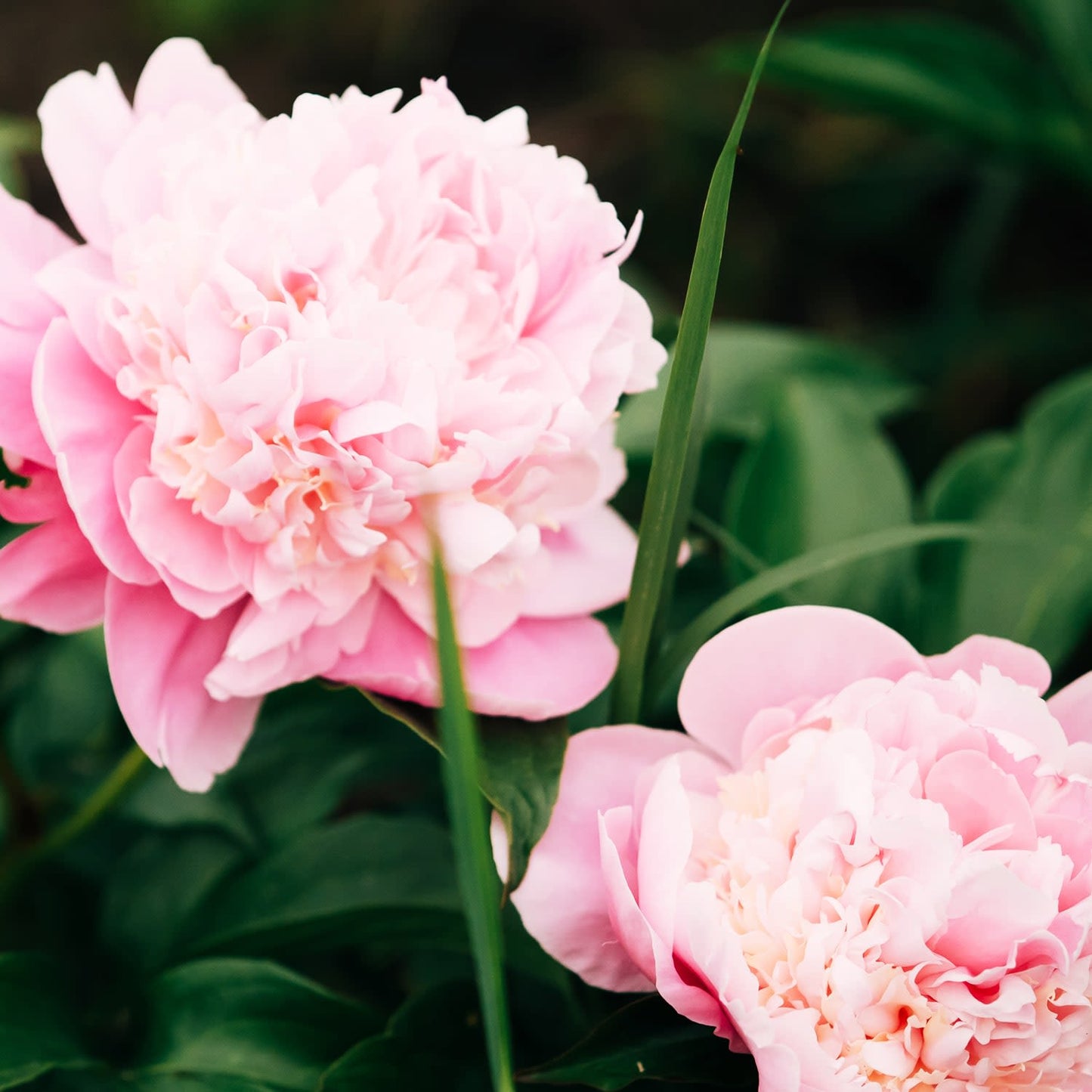 Peony potted roots - pink