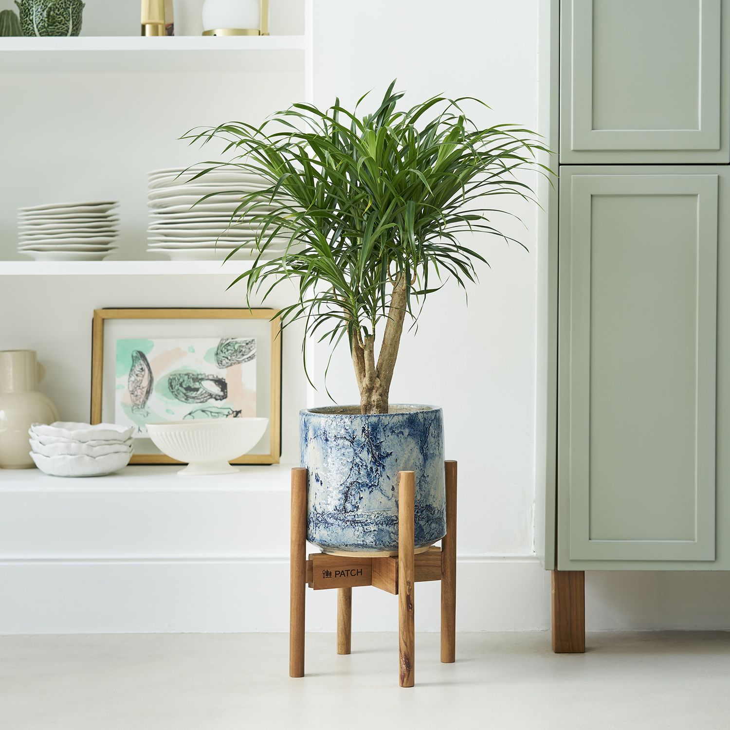 Dracaena 'anita' - tree