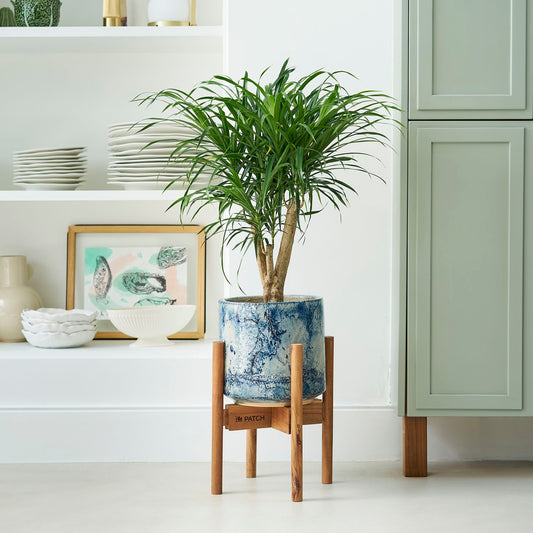 Dracaena 'anita' - tree