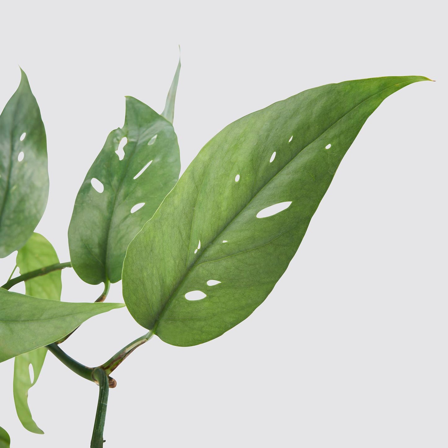 Epipremnum 'Cebu blue'