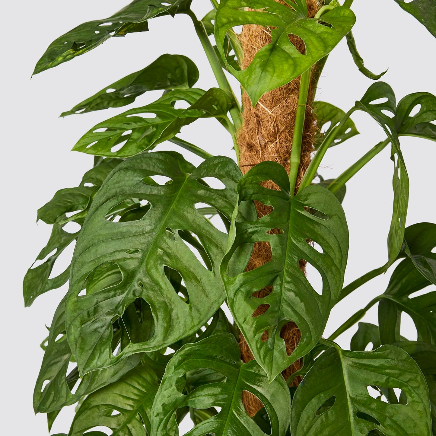 Monstera Adansonii