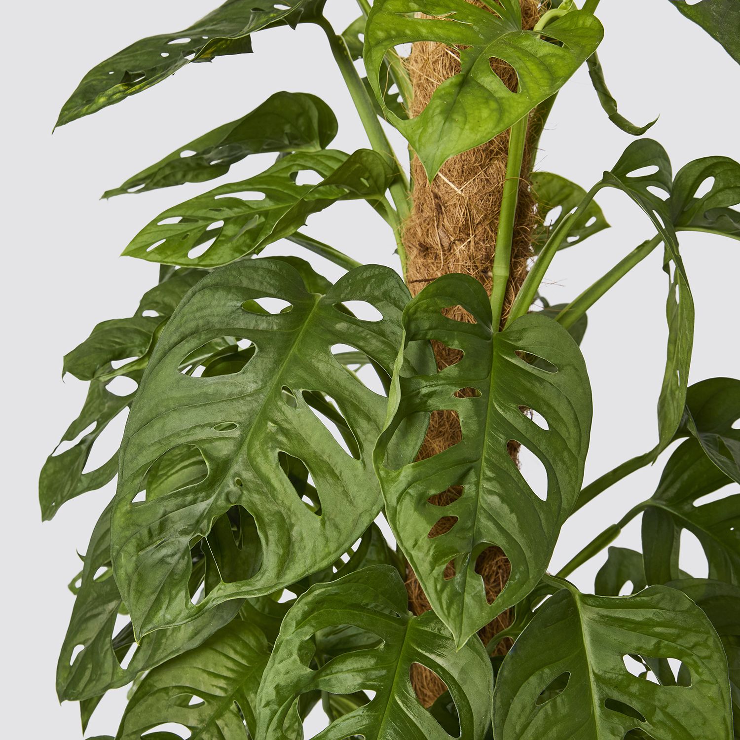 Monstera Adansonii