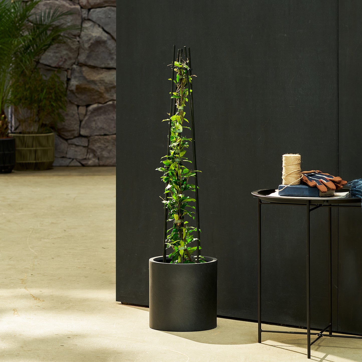 Star Jasmine - pink
