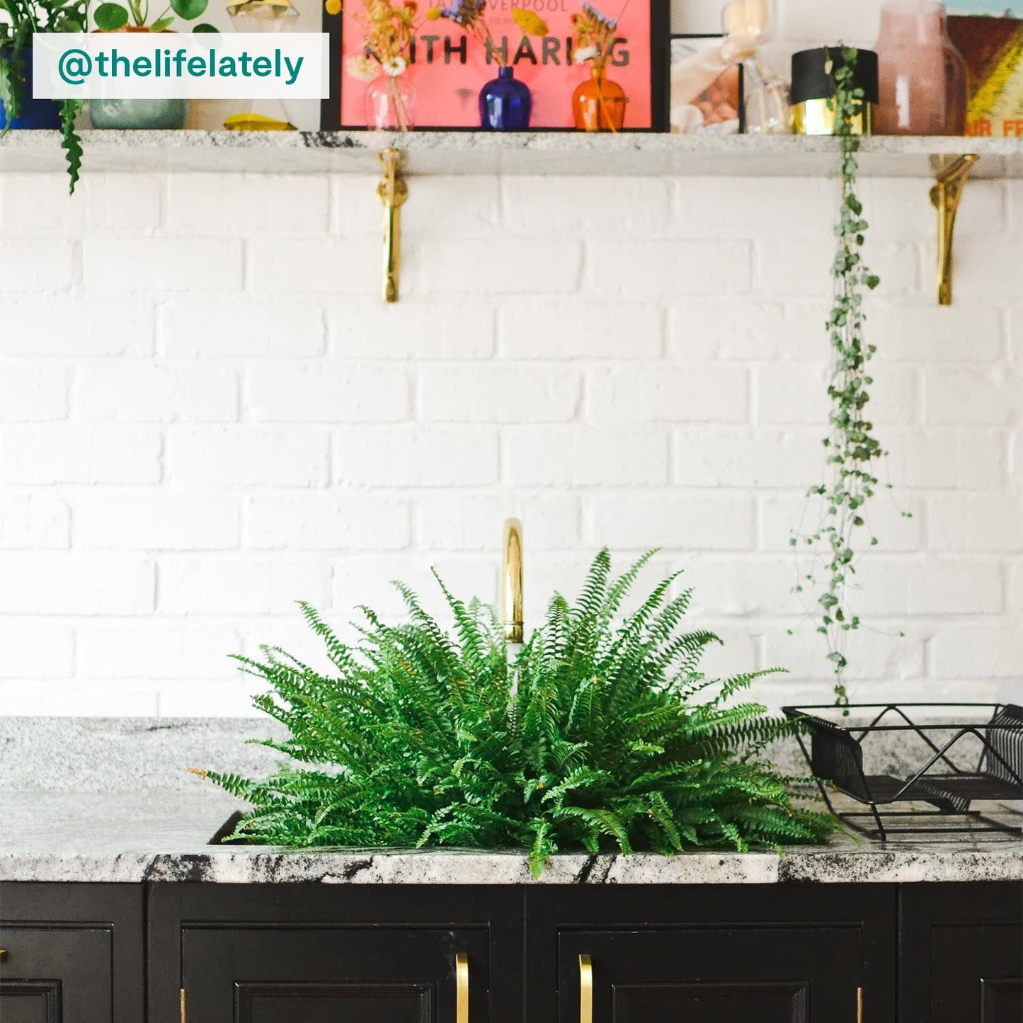 Boston Fern