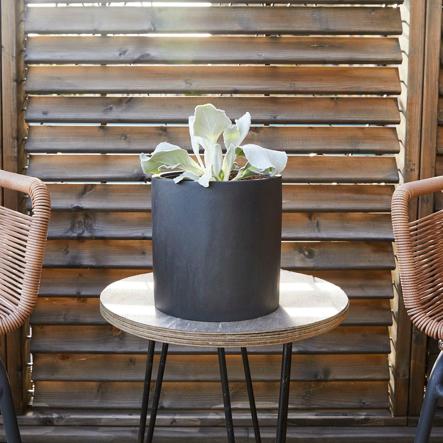 Senecio 'Angel Wings'