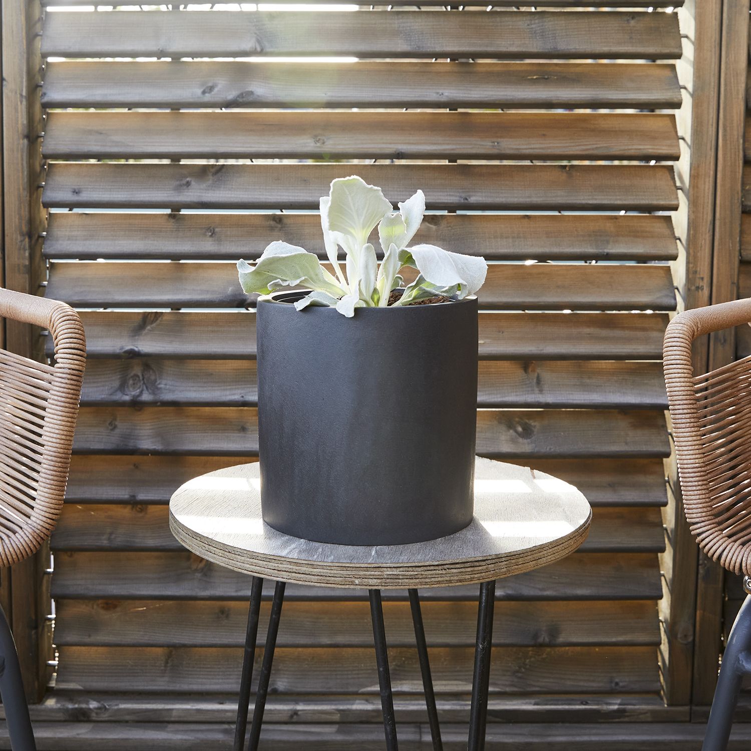 Senecio 'Angel Wings'
