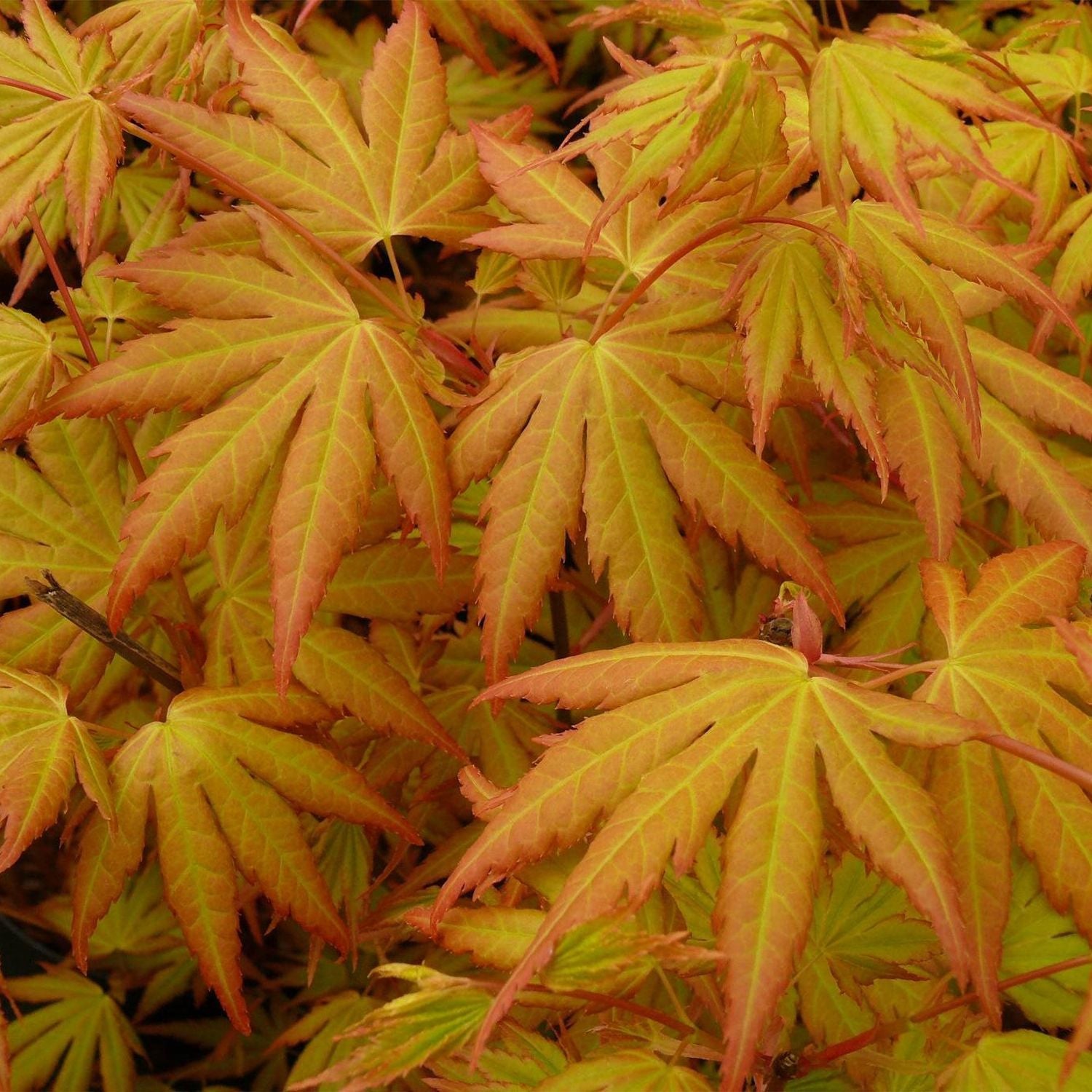 Acer Palmatum - orange dream