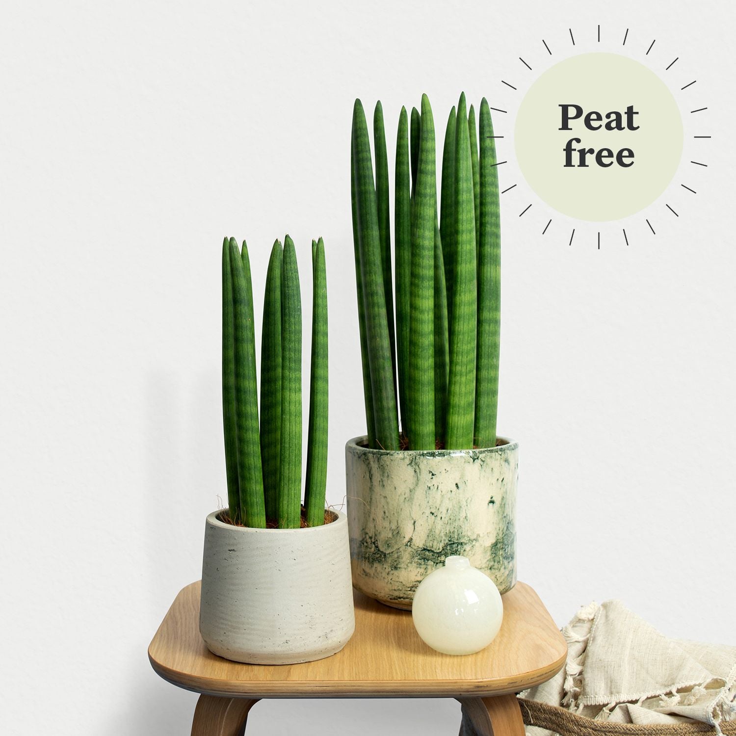 Sansevieria cylindrica