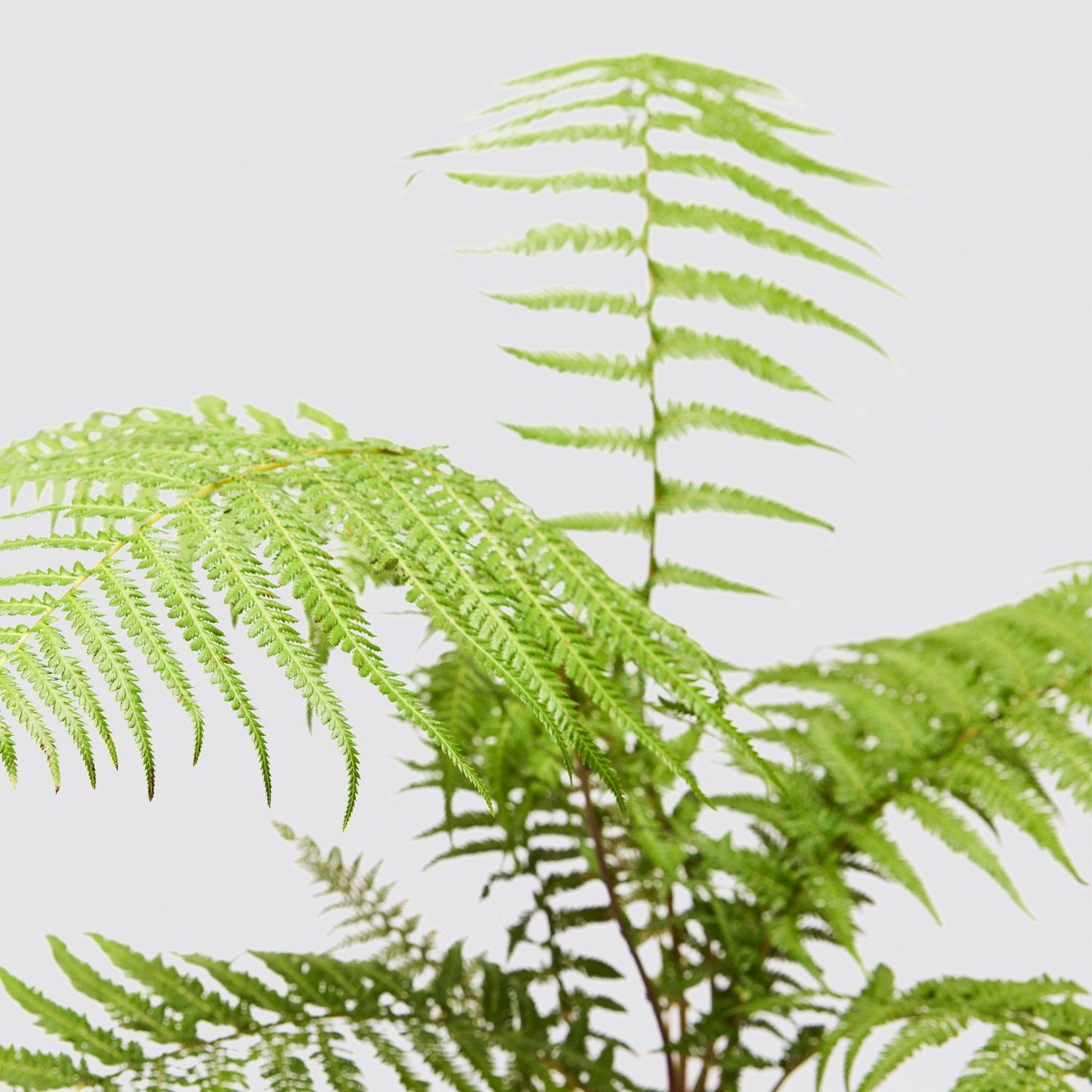 Tree Fern | Patch Plants