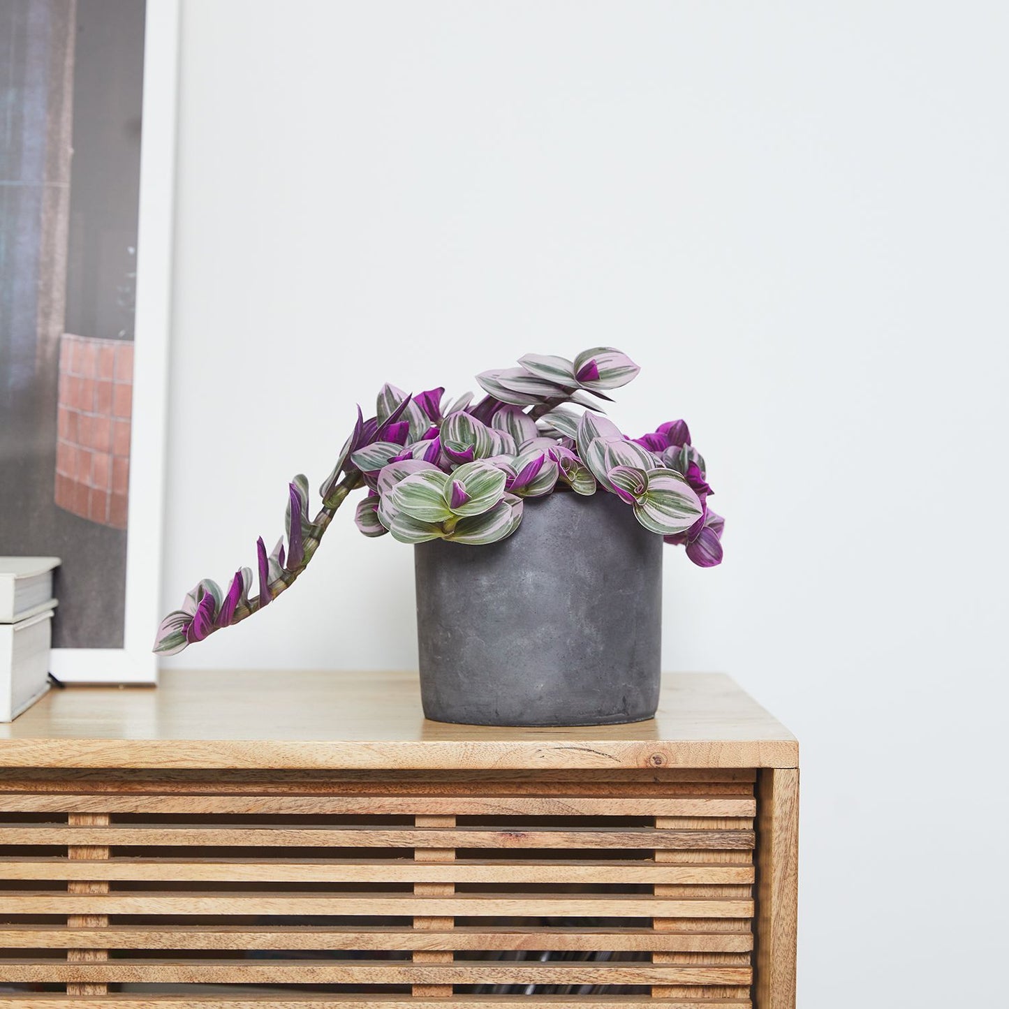 Tradescantia Nanouk