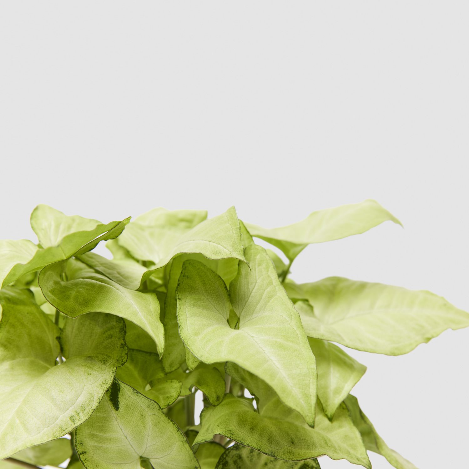 Syngonium podophyllum 'white butterfly'