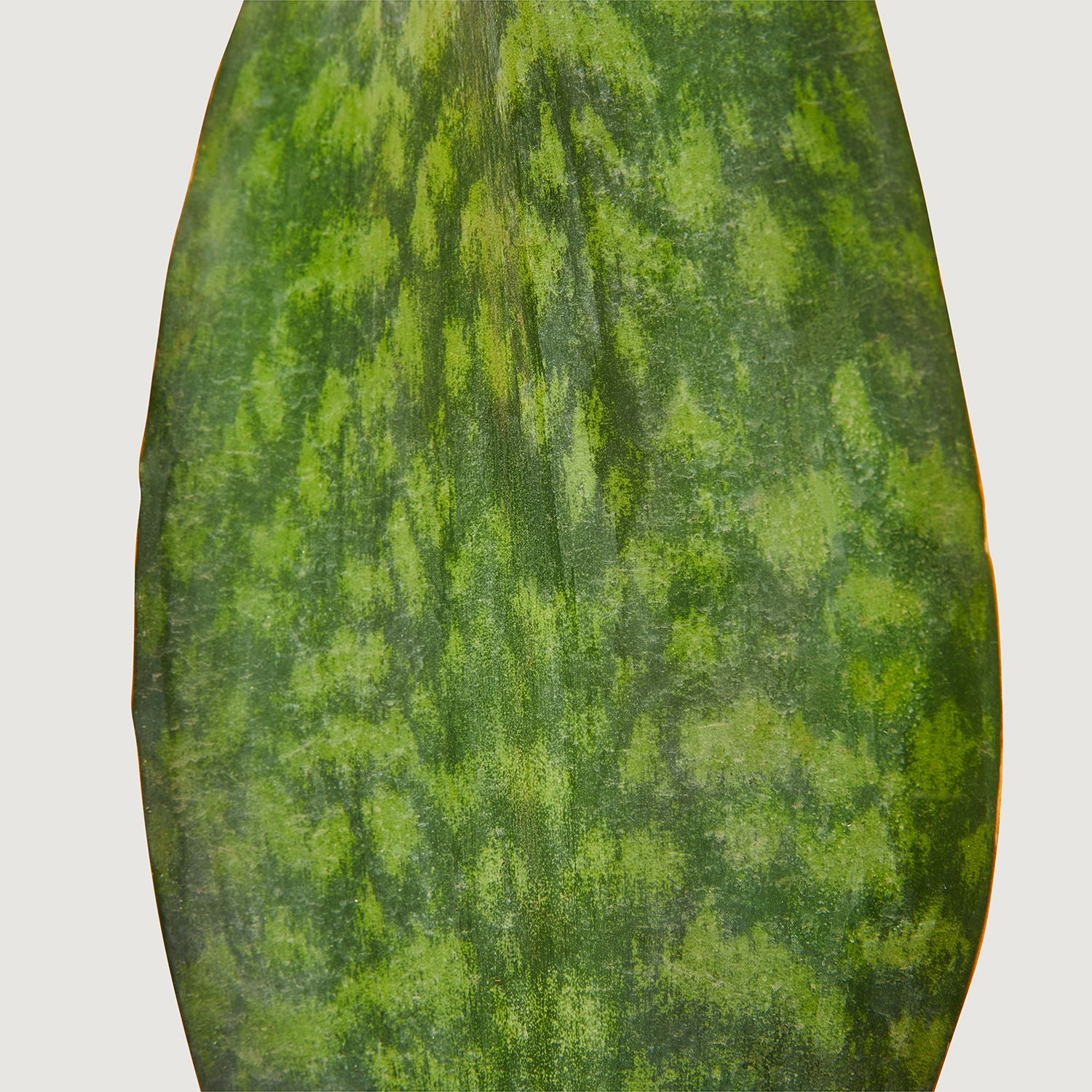 Sansevieria Masoniana victoria
