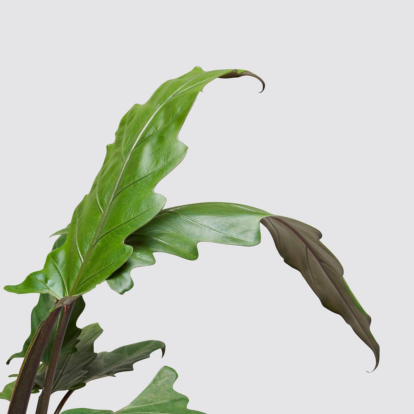 Alocasia lauterbachiana