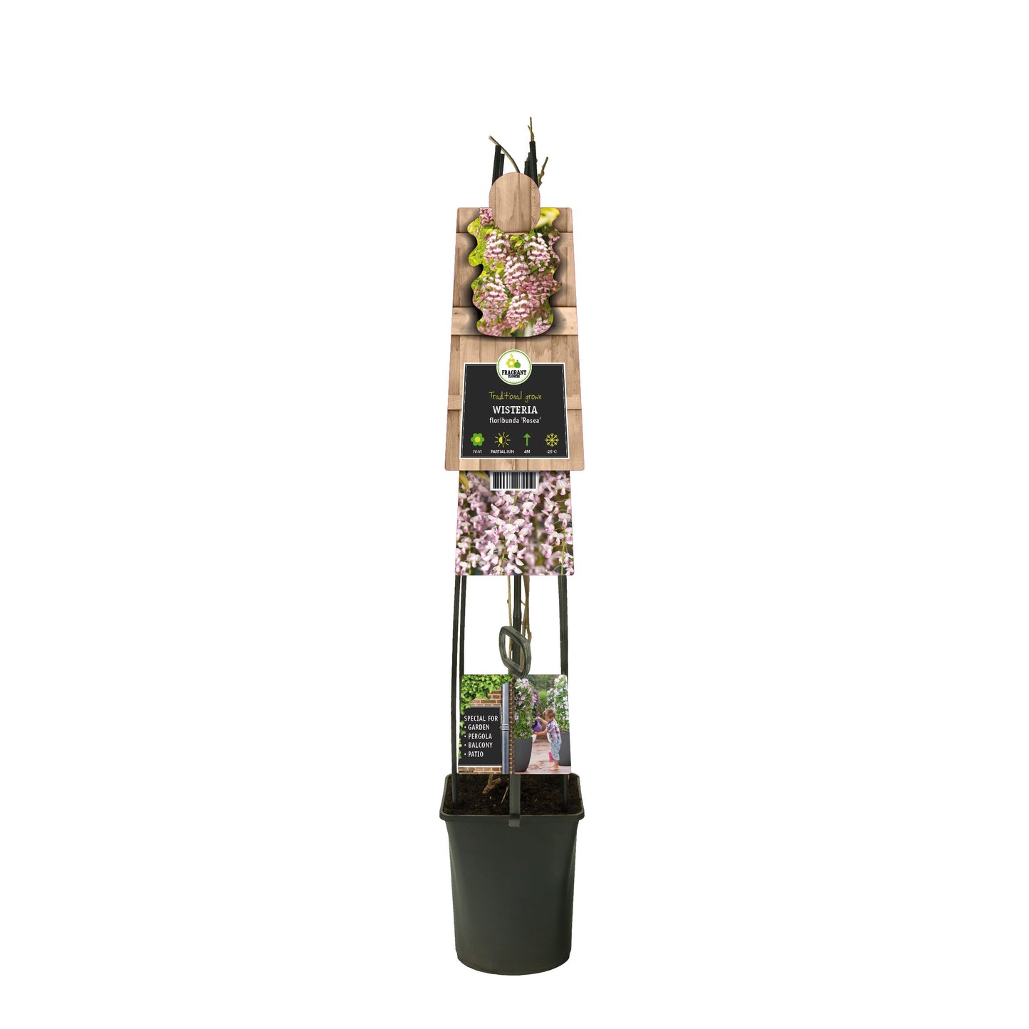 Wisteria Floribunda Rosea - pink
